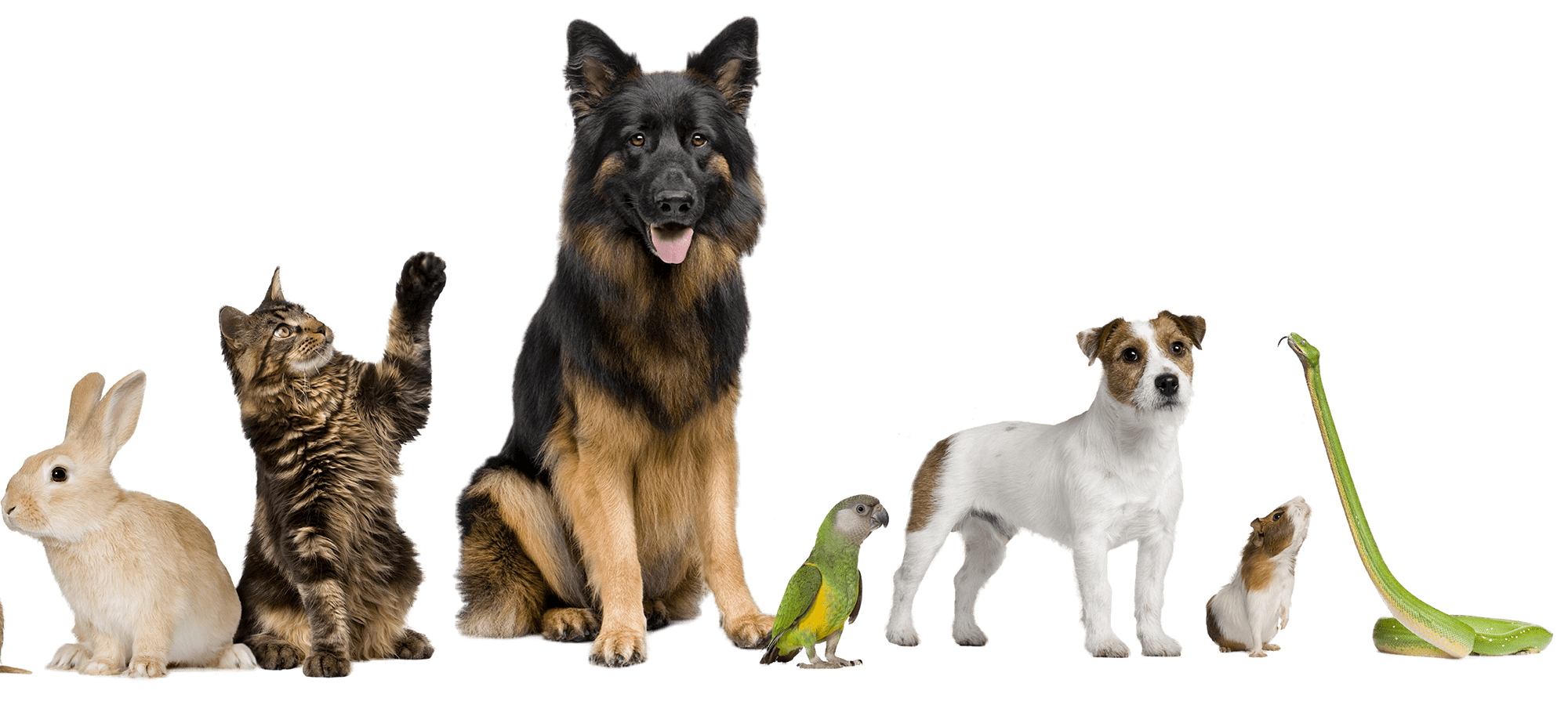 Different pets