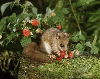 Dormouse